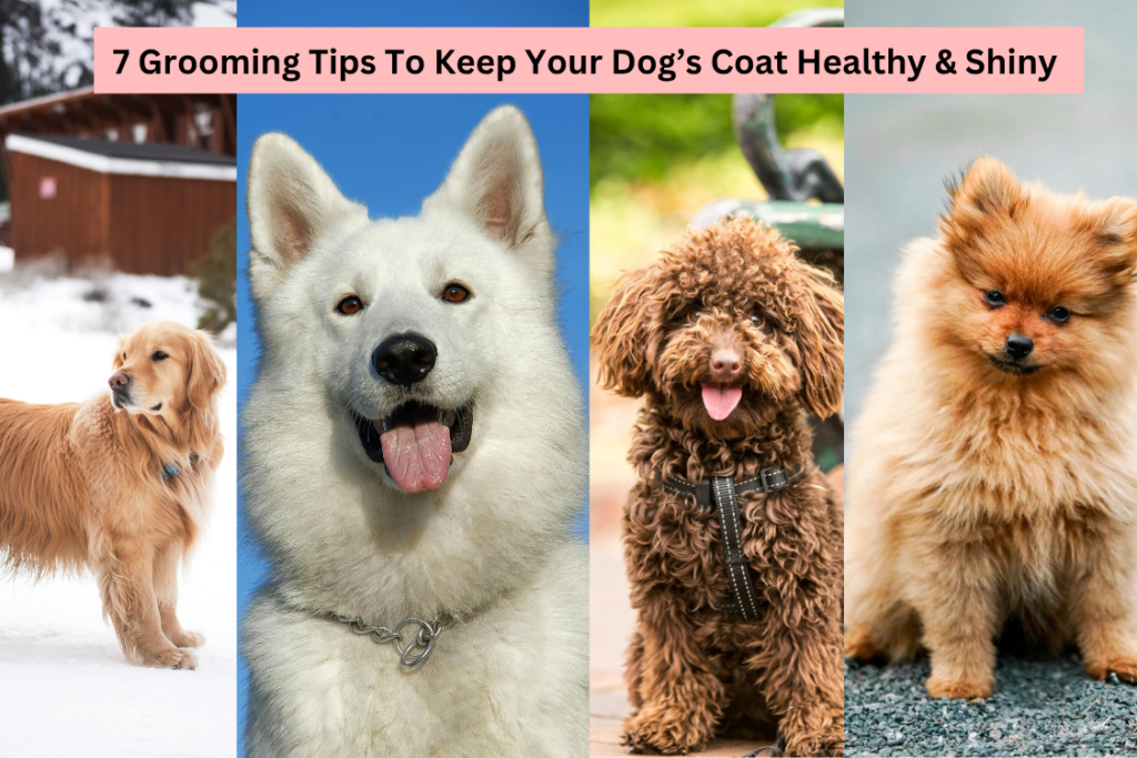 How to Keep Your Dog’s Coat Shiny & Healthy: Grooming Tips by Breed